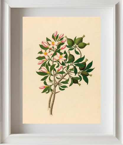 Gardenia Nov. Sp. (Hyperacanthus Amoenus)