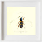 Clerus Lepidus