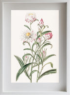 Large-flowered Helichrysum