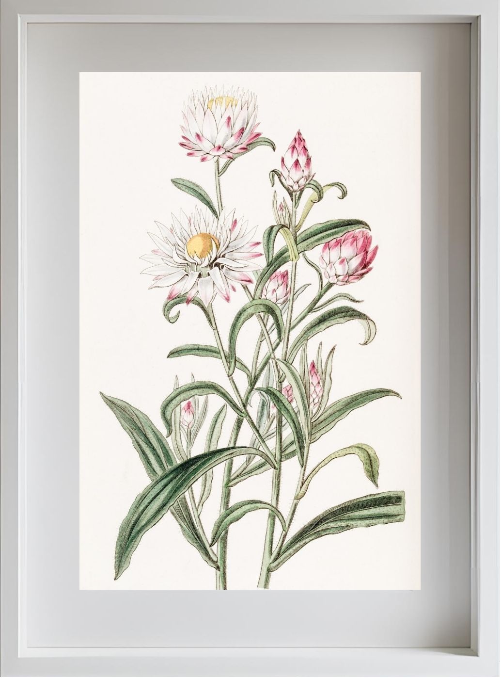 Large-flowered Helichrysum