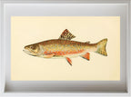 The Brook Trout (Adult Male) Salvelinus-Fontinalis (breeding season coloration)