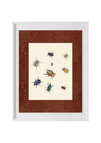 Beetles 1