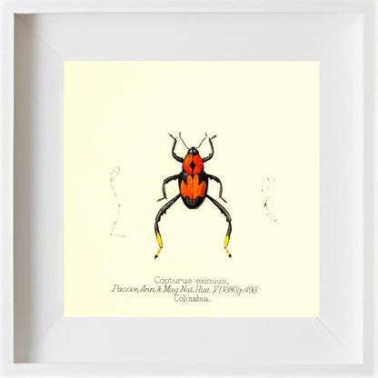 Copturus Eximius