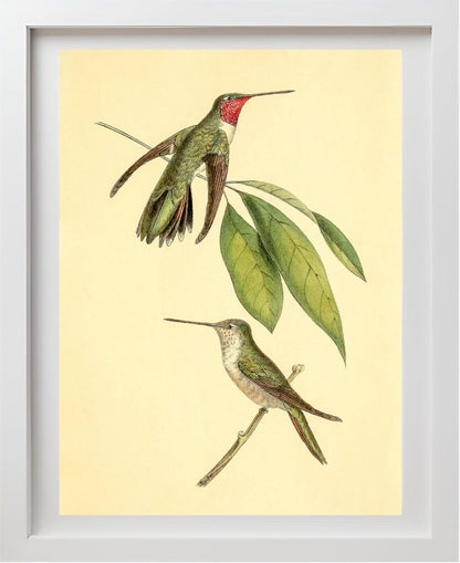Mexican Amethyst Hummingbird