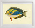 Acanthurus Vitatus