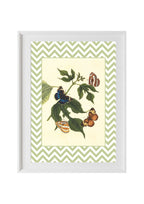 Papilio Erymanthis and Papilio Orythia