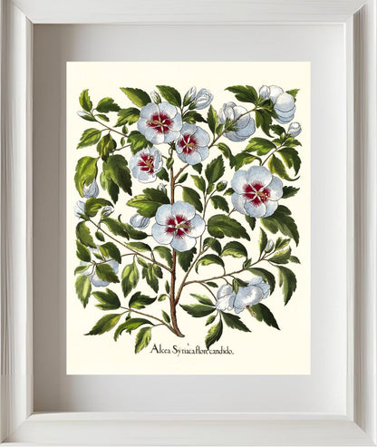 White rose of Sharon