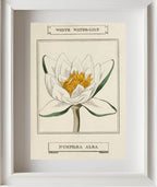 White Water-Lily