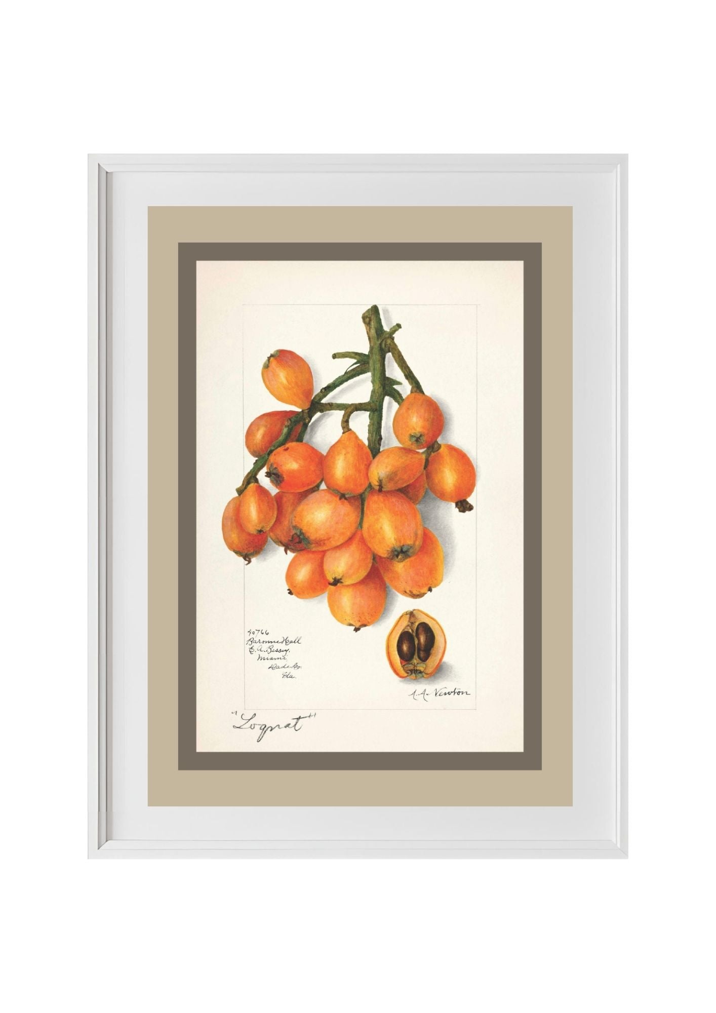 Loquats Eriobotrya Japonica