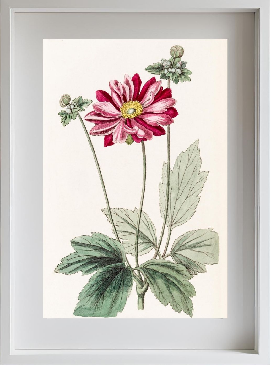 Japanese Anemone