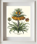Two-tiered crown imperial fritillary with open flower