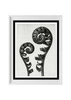 Aspidium Filix Mas (Shield Fern Fronds)