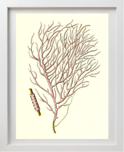 Gorgonia violacea