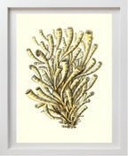 Madrepora anthophyllites