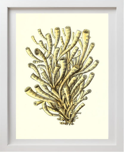 Madrepora anthophyllites