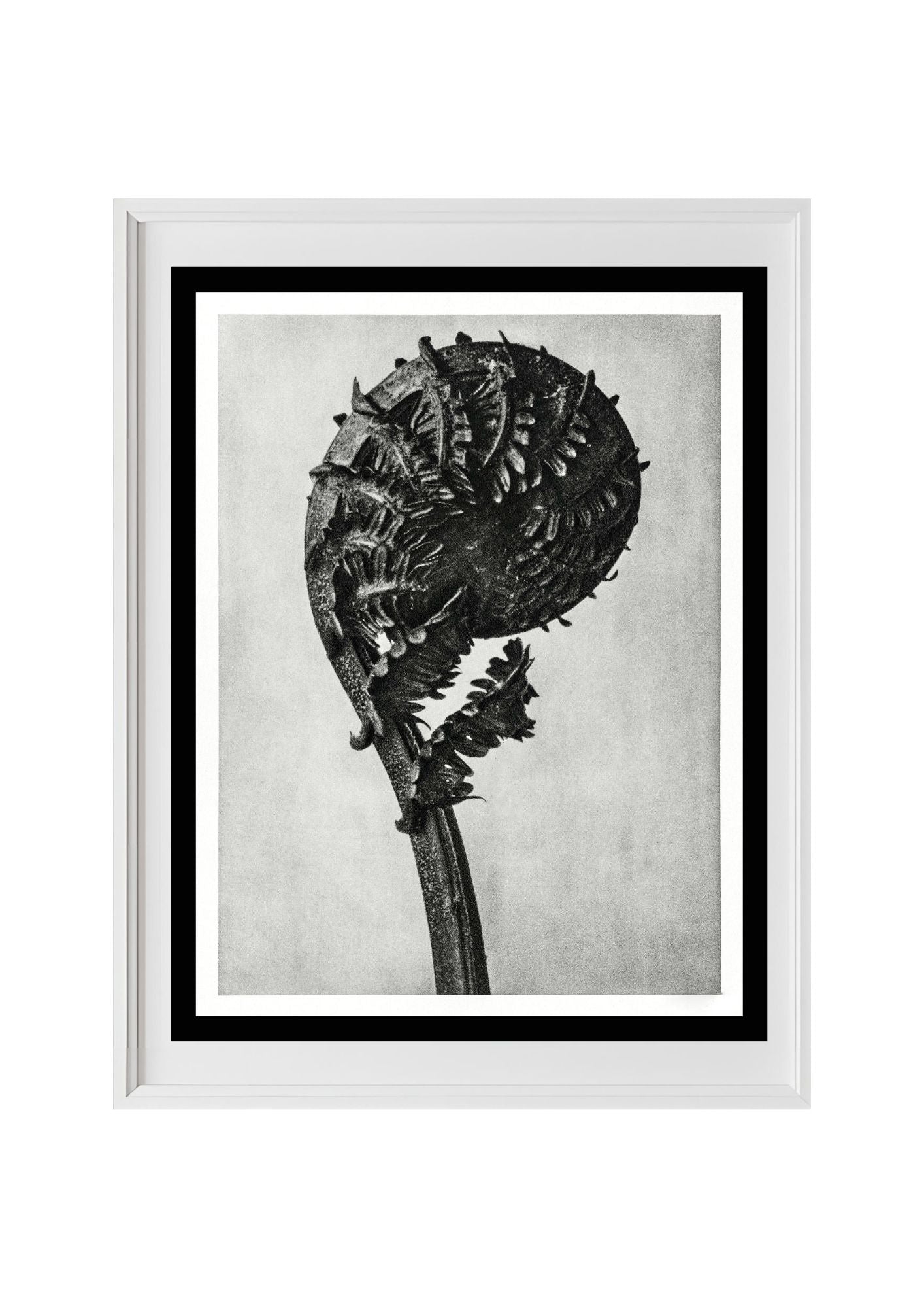 Struthiopteris Germanica (German Ostrich Fern Frond)