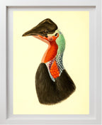 Casuarius Loriae
