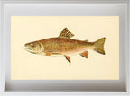 The Brook Trout (Adult Male) Salvelinus-Fontinalis (early summer coloration)