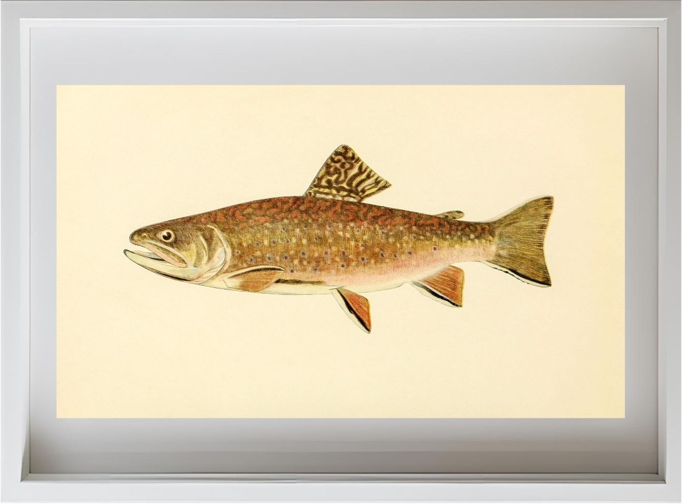 The Brook Trout (Adult Male) Salvelinus-Fontinalis (early summer coloration)