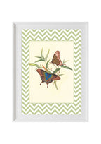 Papilio Peranthus