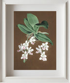 Aerides Japonicum