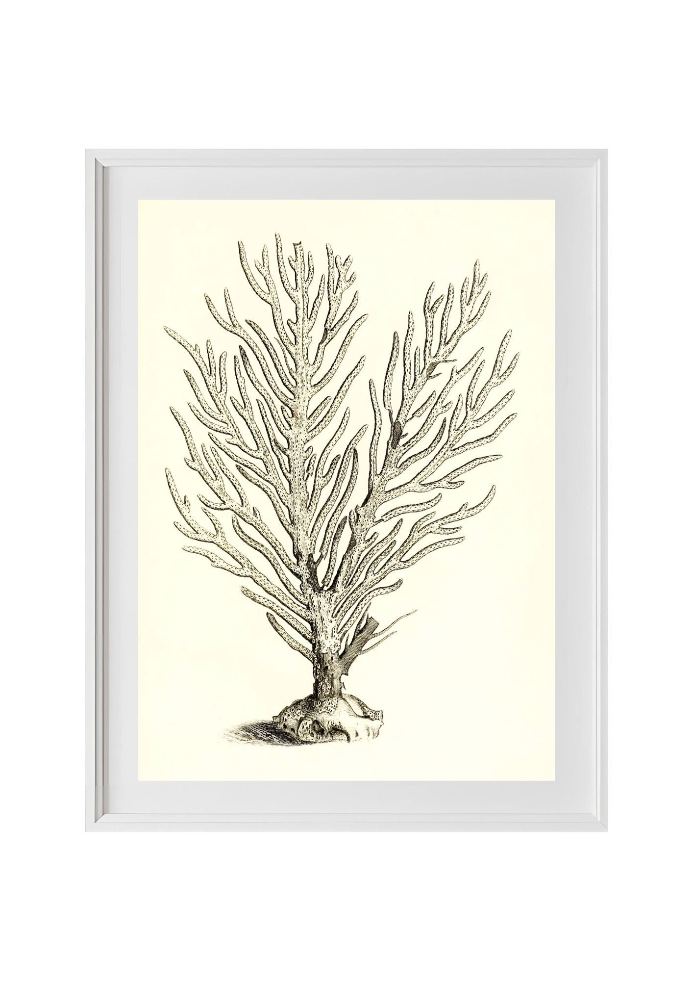 Gorgonia palma