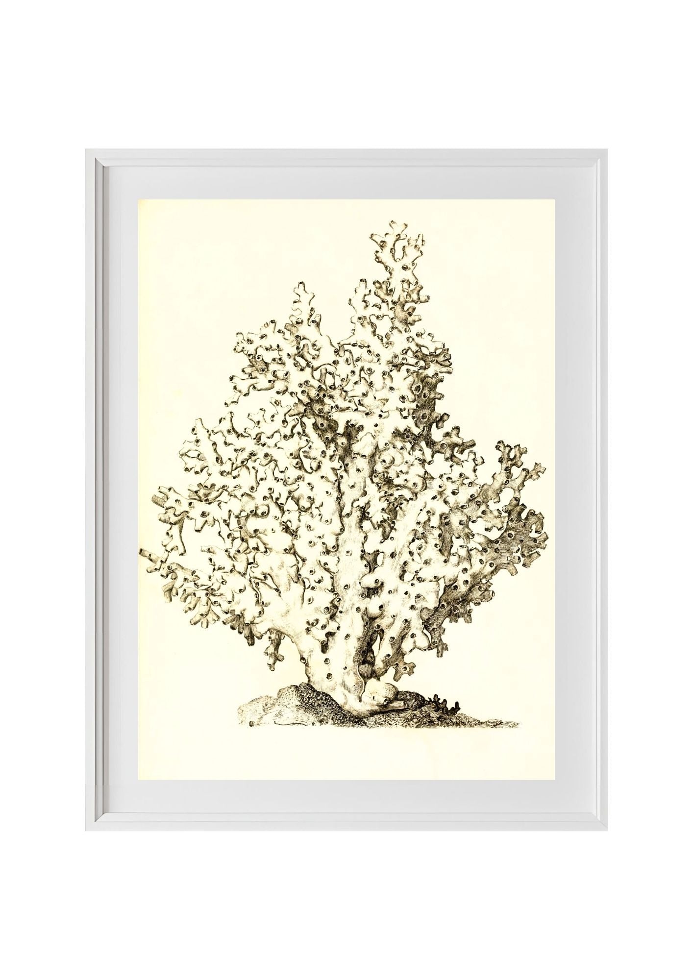 Oculina virginea