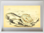 Halgan's Spine-Tailed Ray
