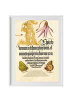 Dog-Tooth Violet and Butterflies