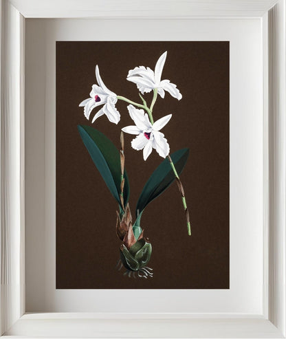 Laelia Acuminata