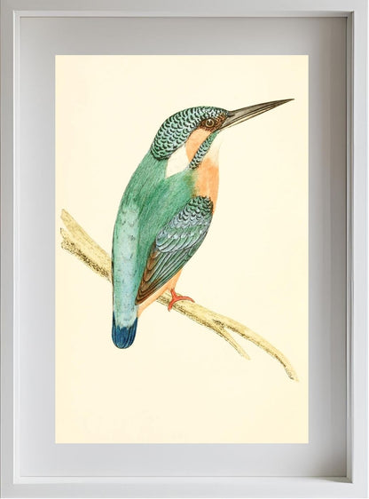 Kingfisher