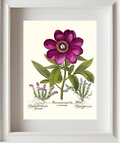 Large crimson corallina peony, Common milkwort