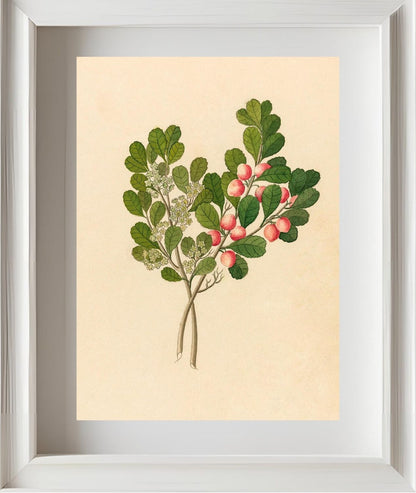 Rhamnus (Cassine Aethiopica)