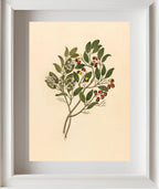 Celastrus (Apodytes Dimidiata)