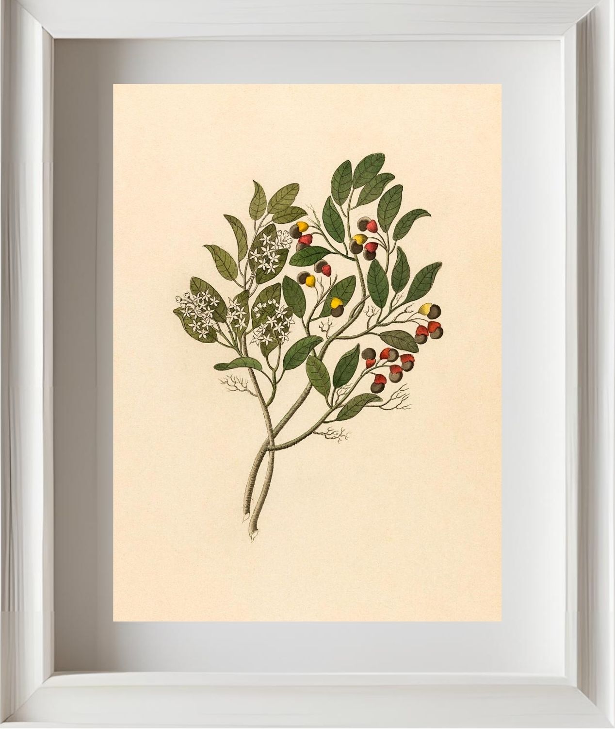 Celastrus (Apodytes Dimidiata)