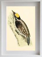 Three-Toed Woodpecker