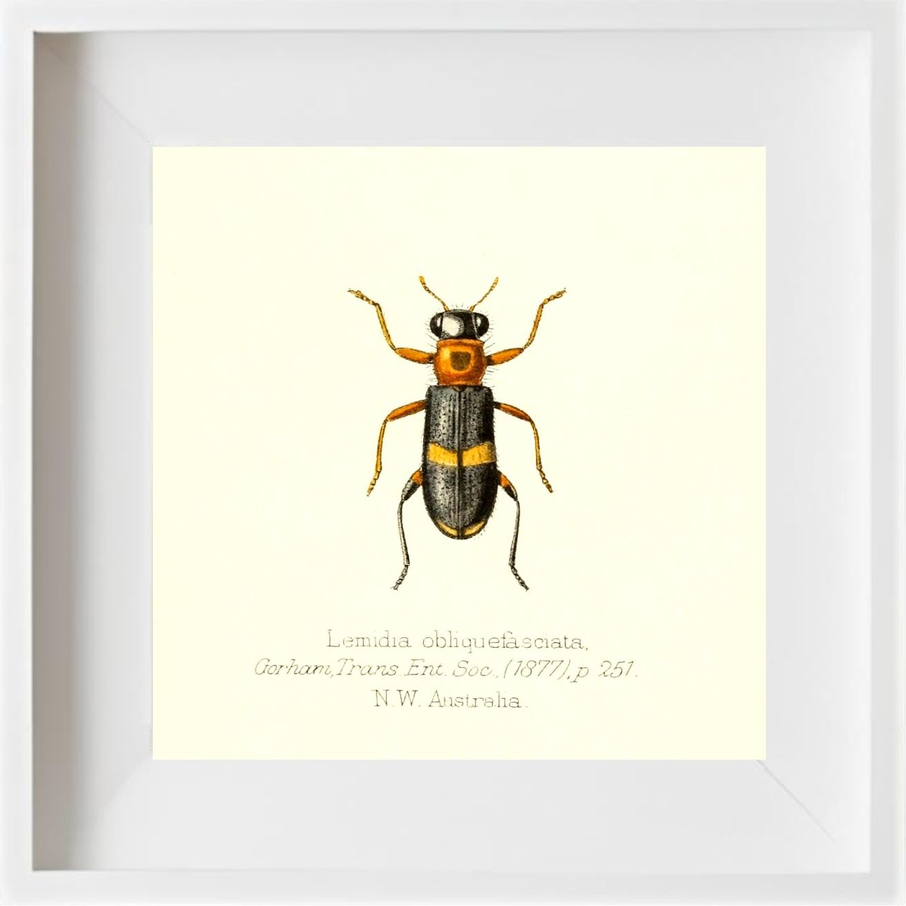 Lemidia Obliquefasciata