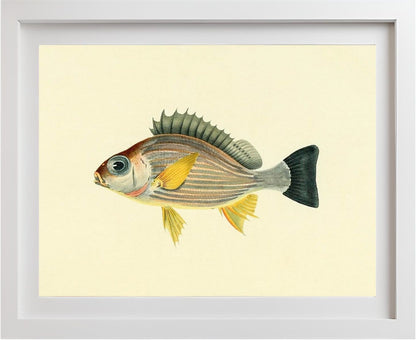 Holocentrus Argenteus