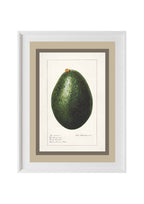 Avocado Persea