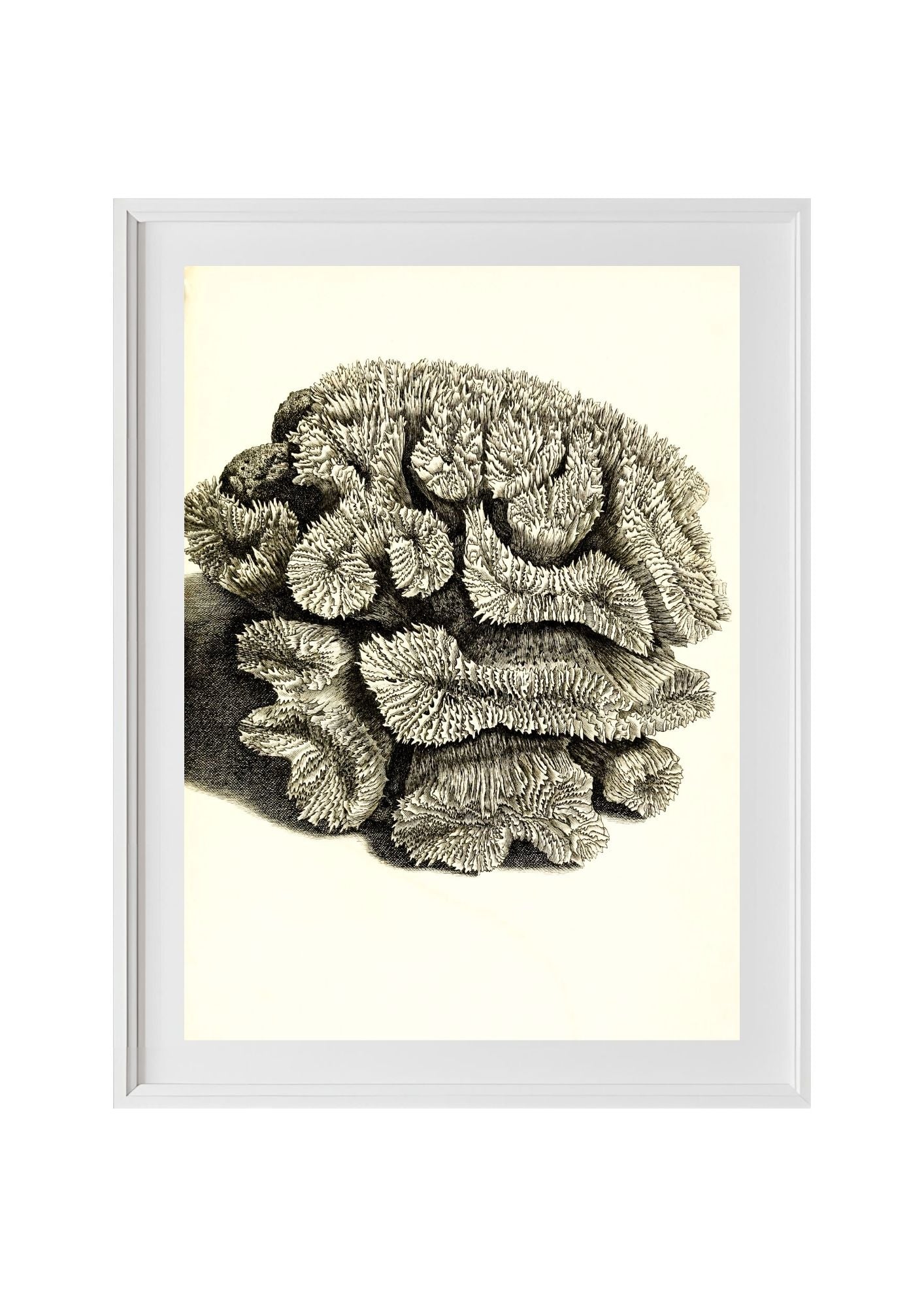 Caryophyllia sinuosa