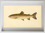 The Steelhead Trout (Adult Male) Salmo-Rivularis