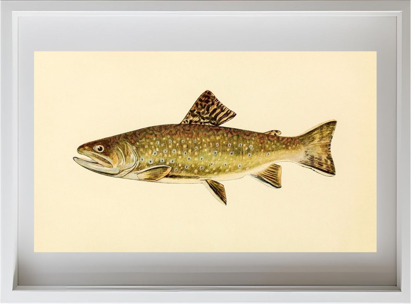 The Brook Trout (Adult Male) Salvelinus-Fontinalis (early spring coloration)