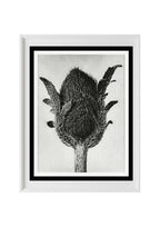 Papaver orientale (Oriental Poppy)