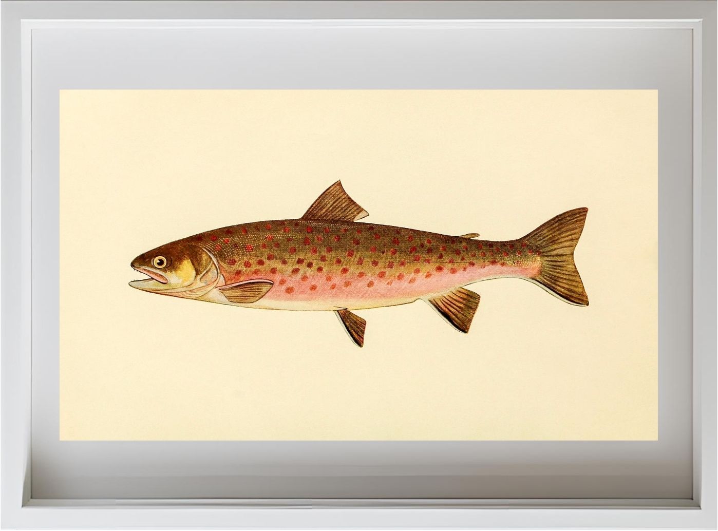 The Dolly Varden Trout (Adult Male) Salvelinus-Parkei