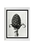 Petasites Officinalis (Butterbur)