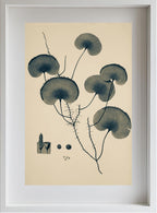 Trichomanes Reniforme
