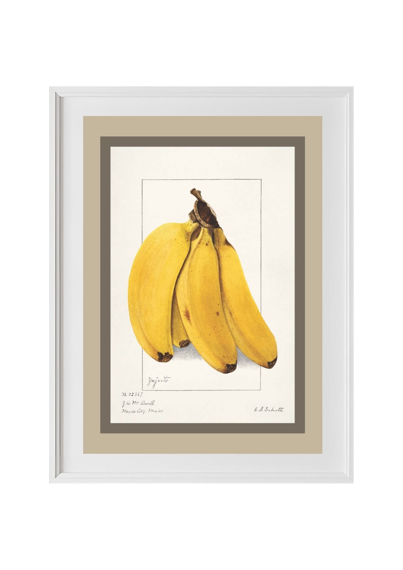 Bananas Musa