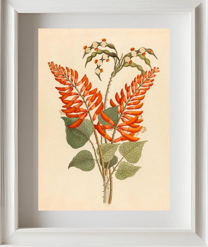 Erythrina, Nov. Specie (Erythrina Humeana)