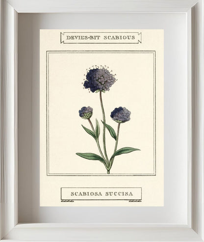 Devil's-Bit Scabious