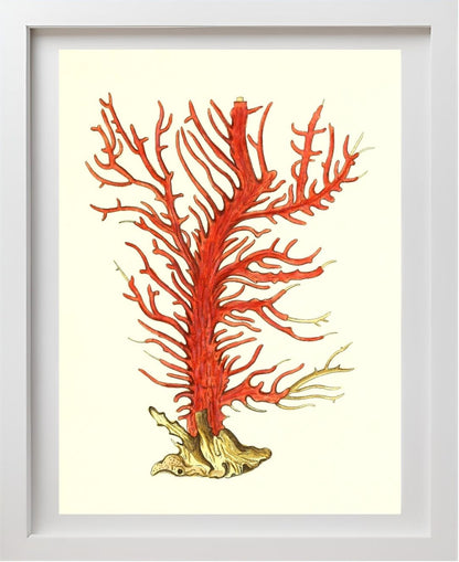 Gorgonia palma